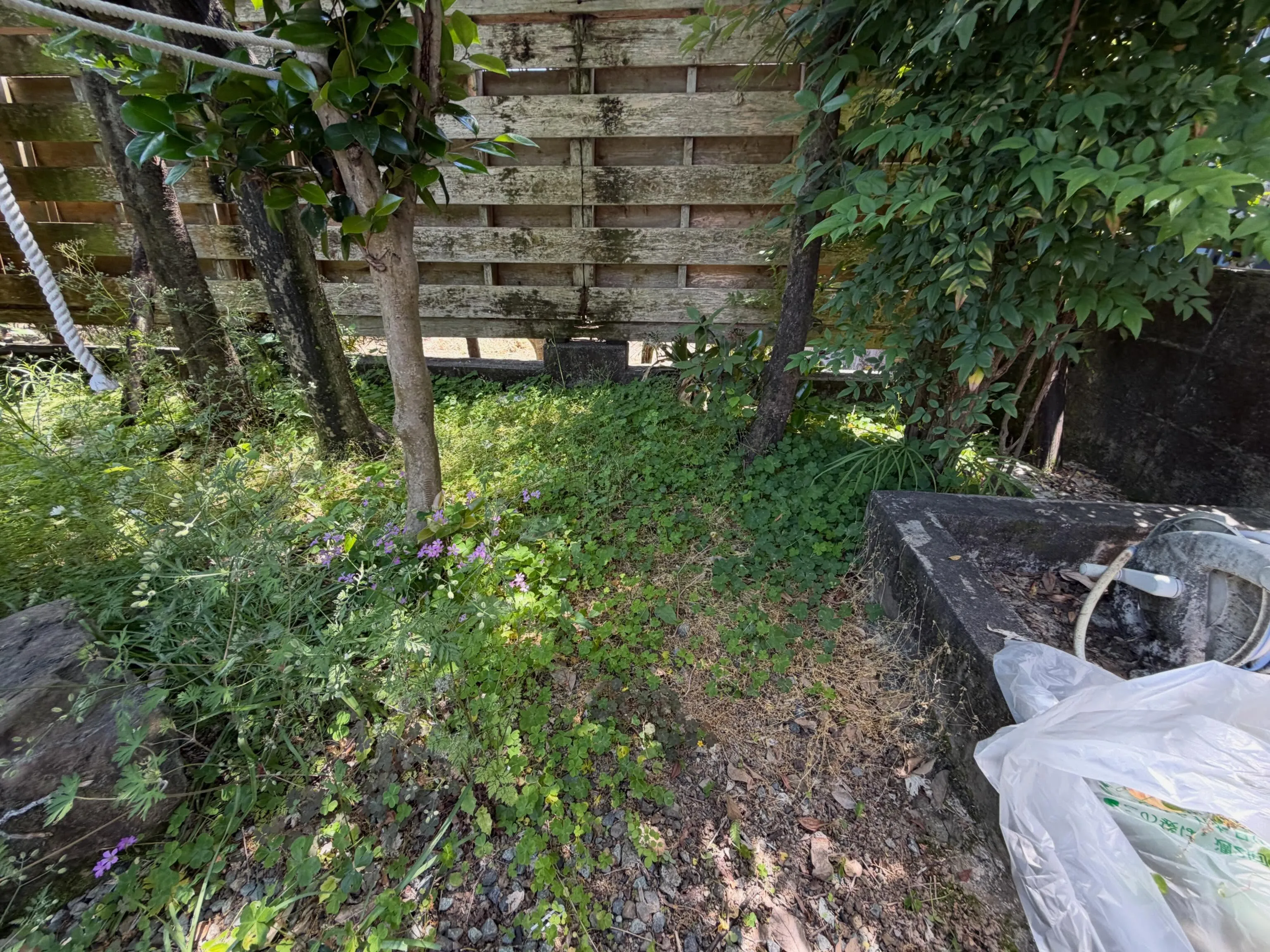 草取り