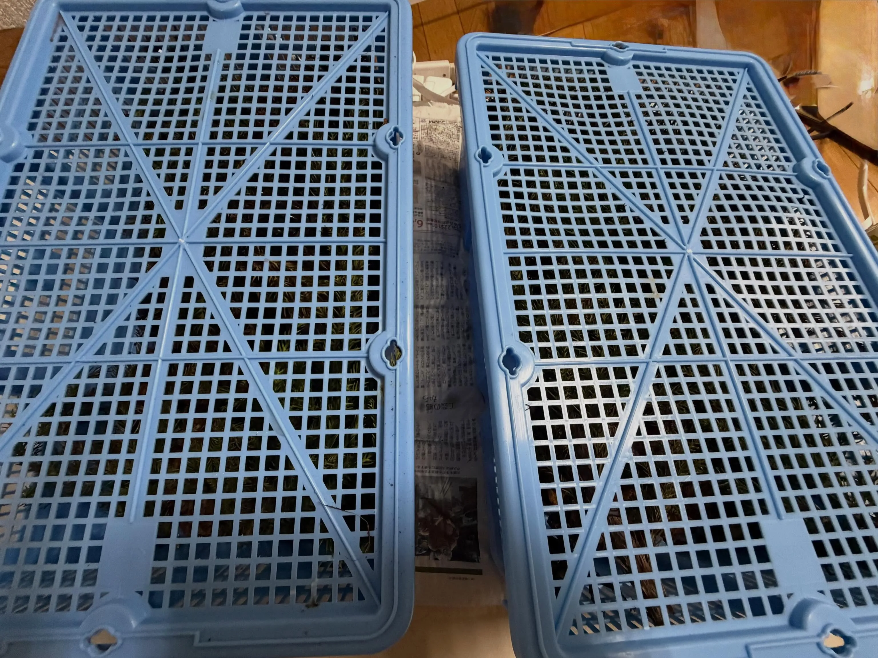 カブトムシ53匹。