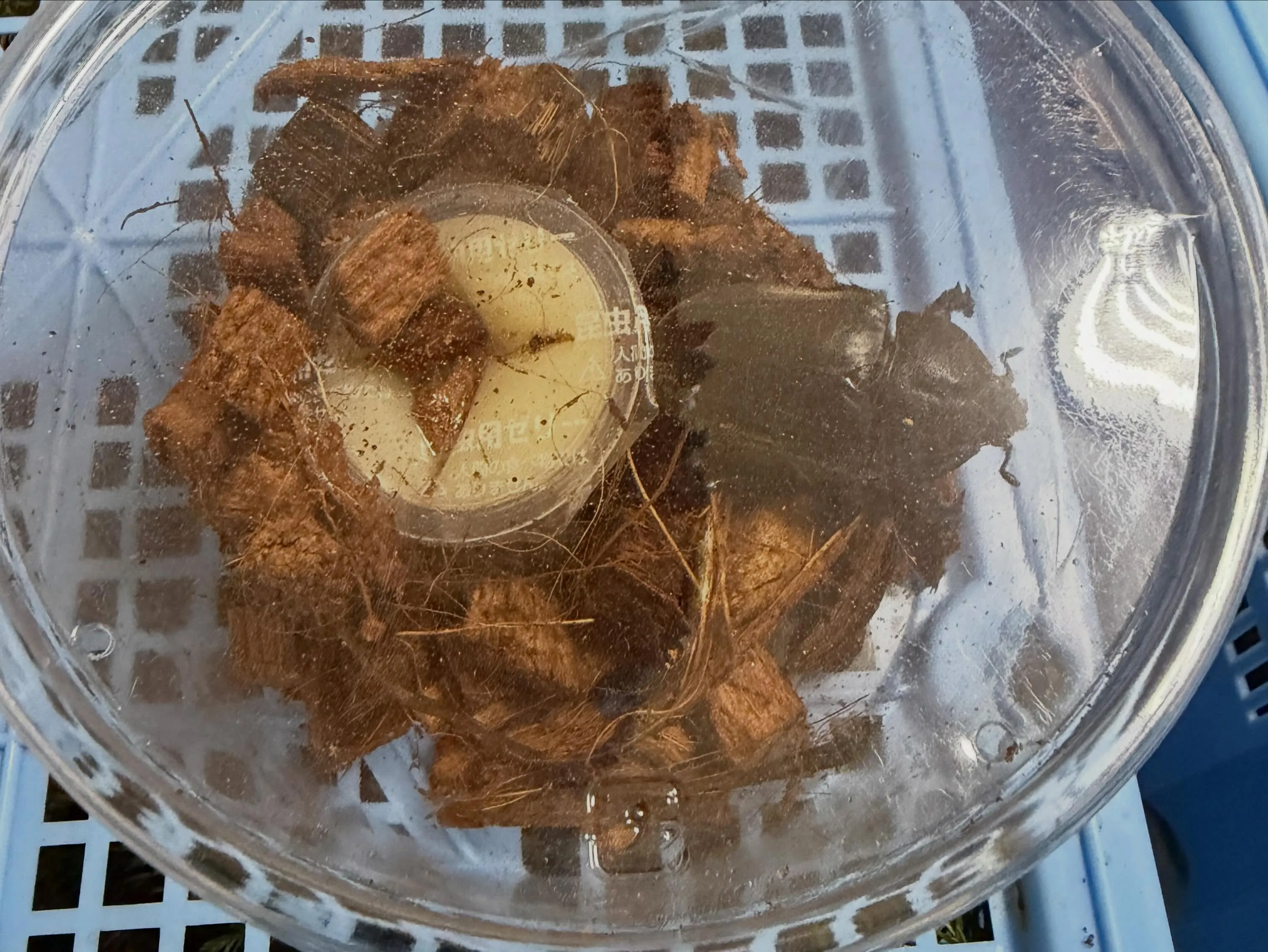 カブトムシ53匹。